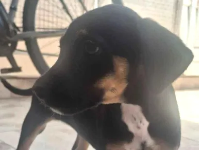 Cachorro raça SRD-ViraLata idade 2 a 6 meses nome Lia