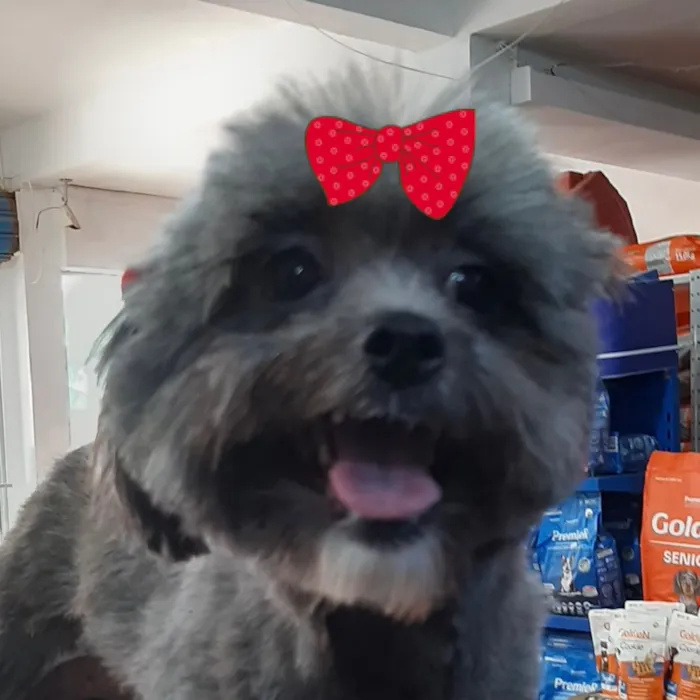 Cachorro raça Shitzu idade 7 a 11 meses nome Júlia 