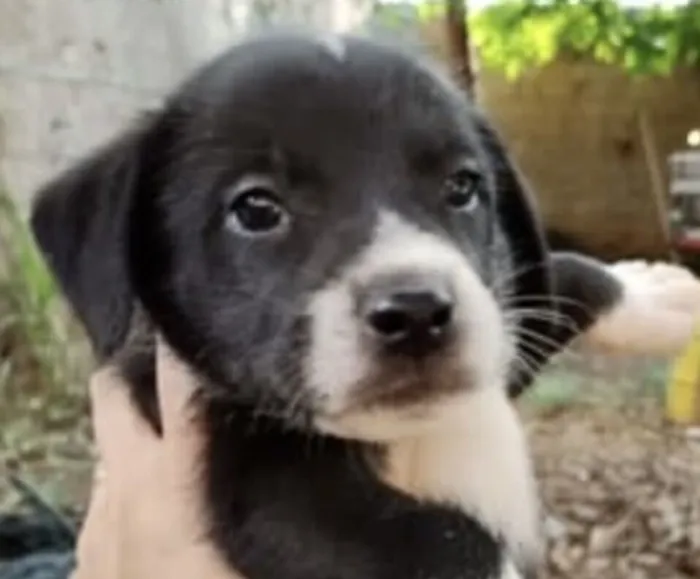 Cachorro raça SRD-ViraLata idade 2 a 6 meses nome Thor 