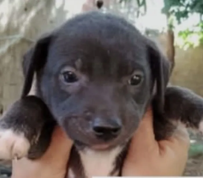 Cachorro raça SRD-ViraLata idade 2 a 6 meses nome Zeus 