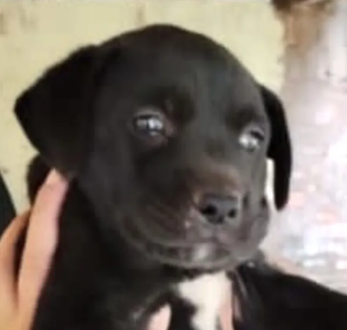 Cachorro raça SRD-ViraLata idade 2 a 6 meses nome Zulu 