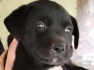 Cachorro raça SRD-ViraLata idade 2 a 6 meses nome Zulu 