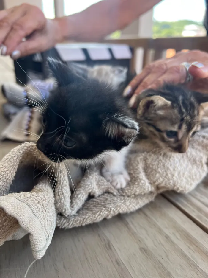 Gato raça SRD-ViraLata idade Abaixo de 2 meses nome Três Gatinhos