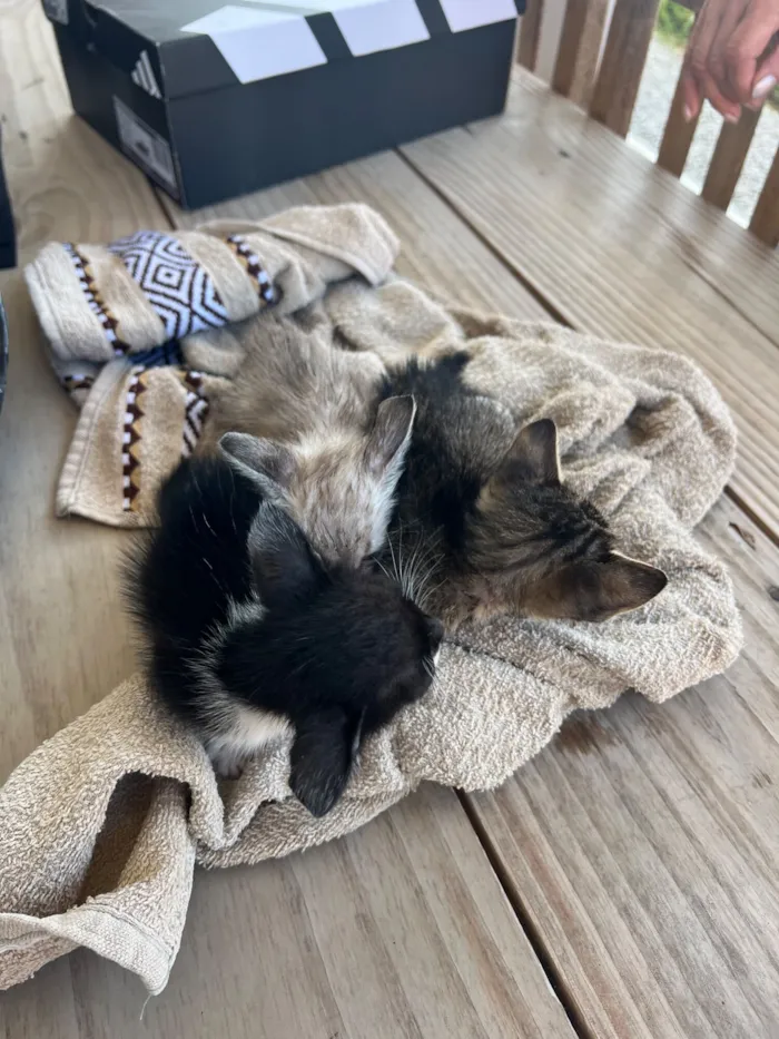 Gato raça SRD-ViraLata idade Abaixo de 2 meses nome Três Gatinhos