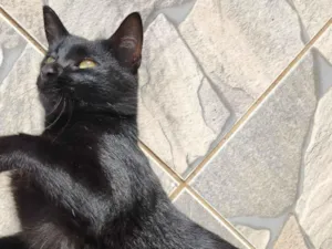 Gato raça SRD-ViraLata idade 7 a 11 meses nome Gata