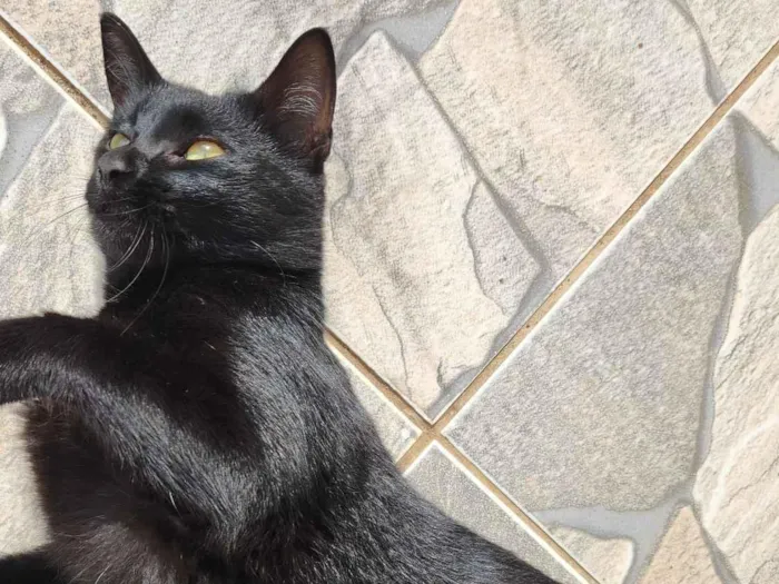 Gato raça SRD-ViraLata idade 7 a 11 meses nome Gata
