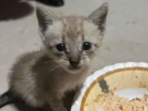 Gato raça SRD-ViraLata idade Abaixo de 2 meses nome Três Gatinhos