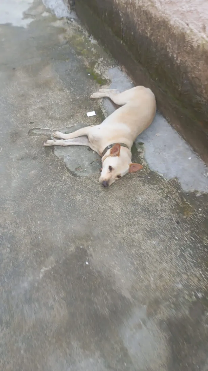 Cachorro raça SRD-ViraLata idade 3 anos nome safira