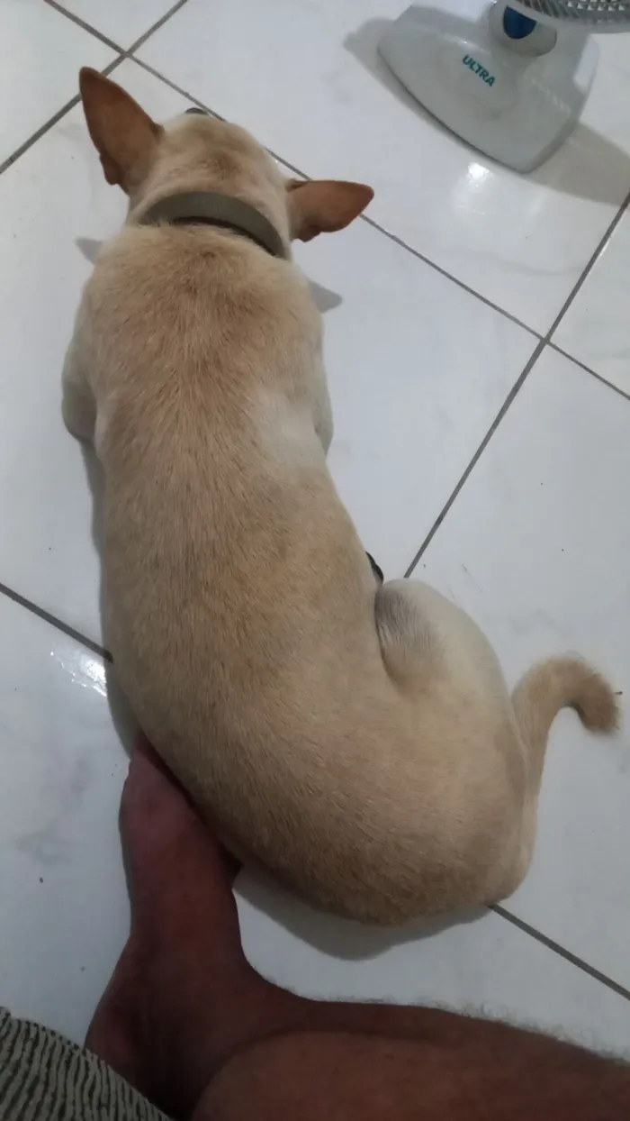 Cachorro raça SRD-ViraLata idade 3 anos nome safira