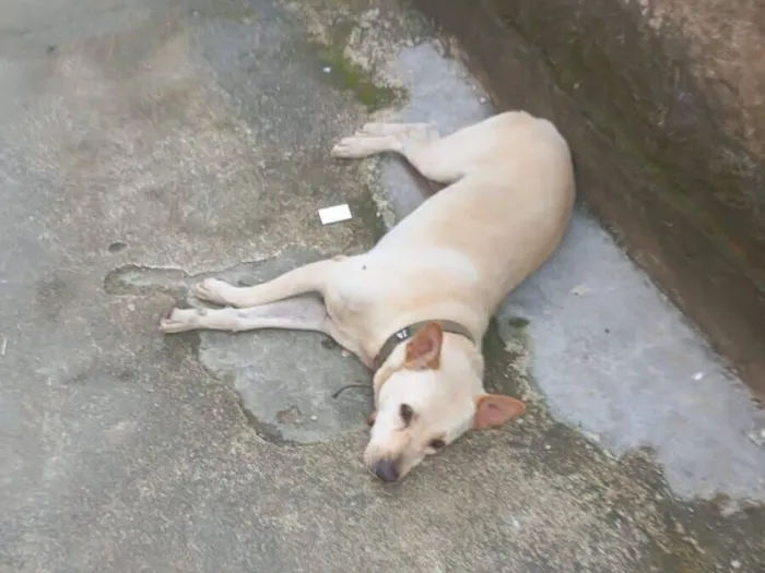 Cachorro raça SRD-ViraLata idade 3 anos nome safira