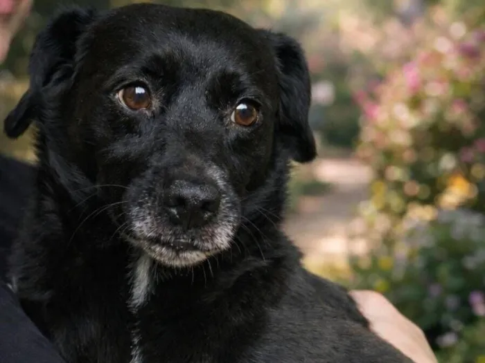 Cachorro raça SRD-ViraLata idade 5 anos nome Júnior