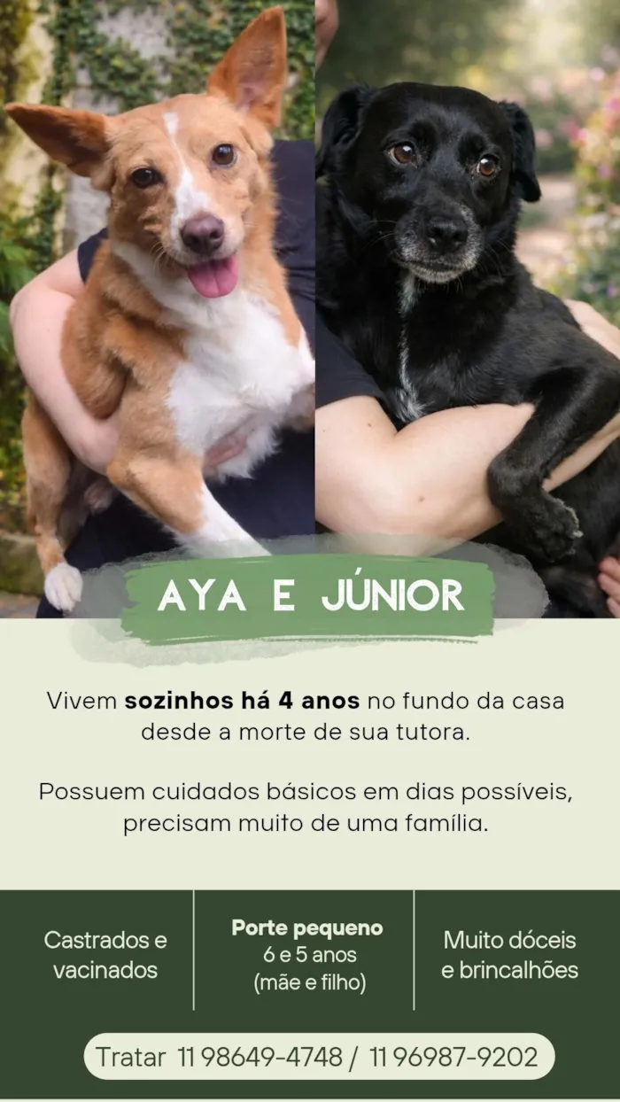 Cachorro raça SRD-ViraLata idade 5 anos nome Aya e Júnior 