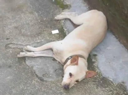 Cachorro raça SRD-ViraLata idade 3 anos nome safira
