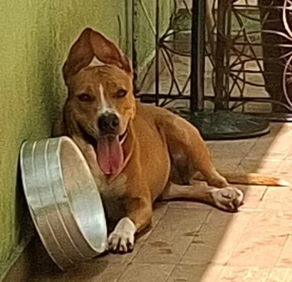 Cachorro raça Pit-Bull idade 1 ano nome pandora pitbull femea