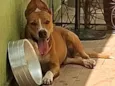 pandora pitbull femea