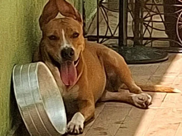 Cachorro raça Pit-Bull idade 1 ano nome pandora pitbull femea