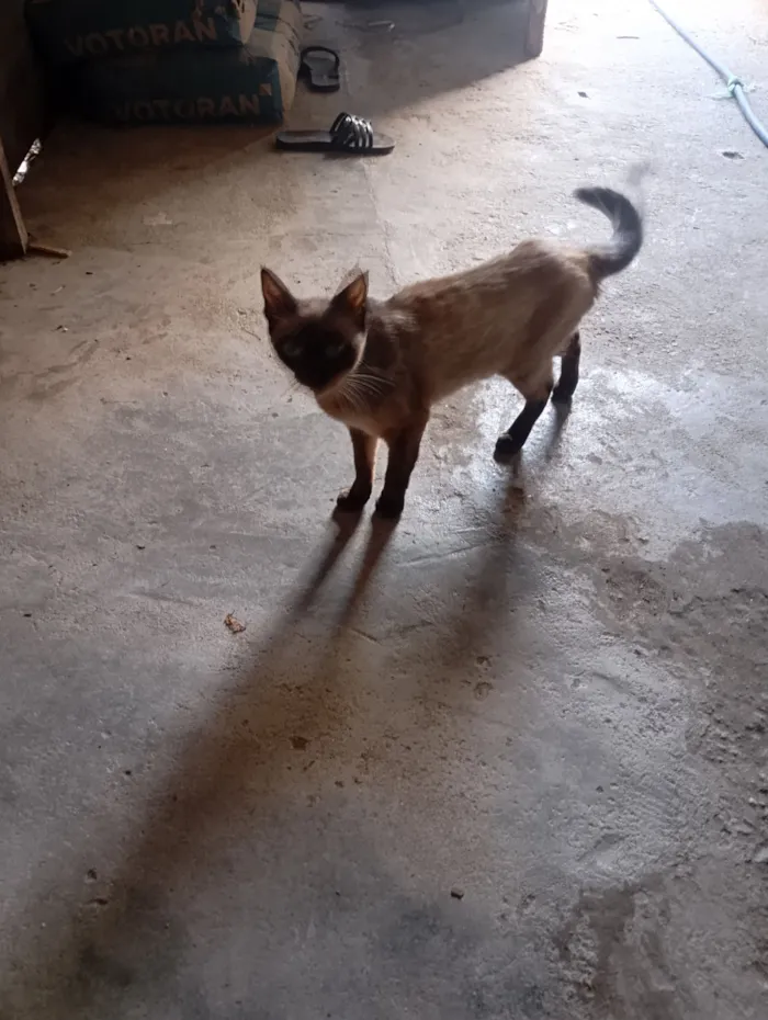 Gato raça Siamês idade 2 anos nome Aline Moraes