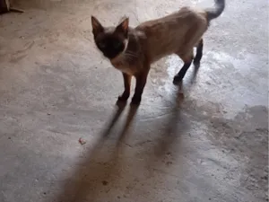 Gato raça Siamês idade 2 anos nome Aline Moraes