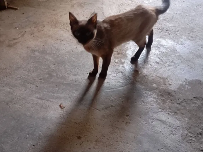Gato raça Siamês idade 2 anos nome Aline Moraes