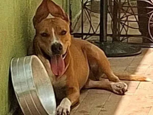 Cachorro raça Pit-Bull idade 1 ano nome pandora pitbull femea