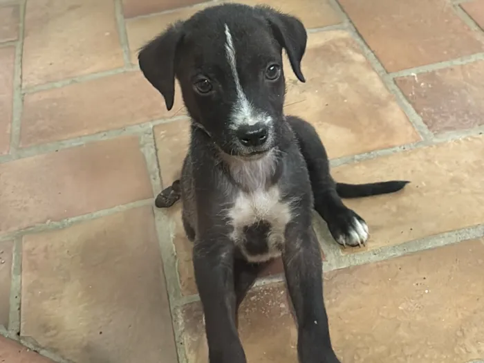 Cachorro raça SRD-ViraLata idade 2 a 6 meses nome sem nome 