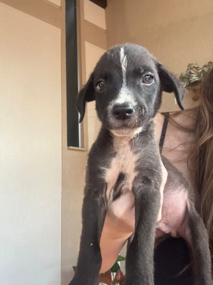 Cachorro raça SRD-ViraLata idade 2 a 6 meses nome sem nome 