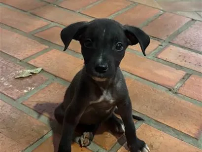 Cachorro raça SRD-ViraLata idade 2 a 6 meses nome sem nome