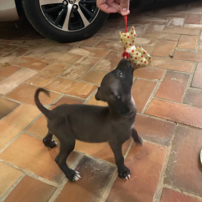 Cachorro raça SRD-ViraLata idade 2 a 6 meses nome sem nome