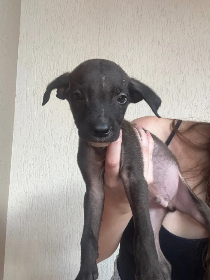 Cachorro raça SRD-ViraLata idade 2 a 6 meses nome sem nome