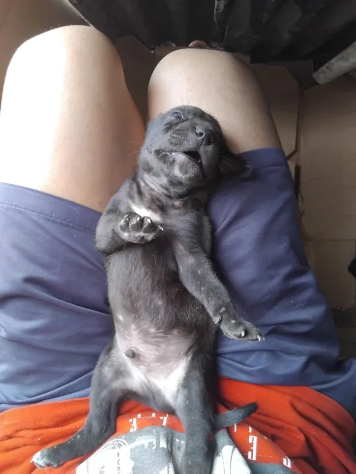 Cachorro raça SRD-ViraLata idade Abaixo de 2 meses nome erivelton