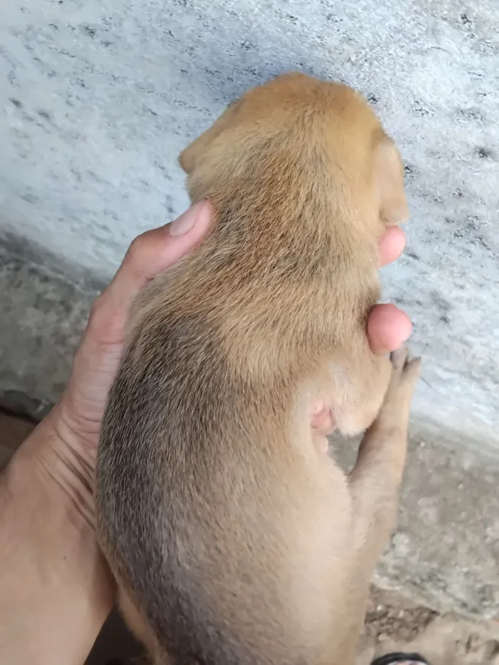 Cachorro raça SRD-ViraLata idade Abaixo de 2 meses nome erivelton