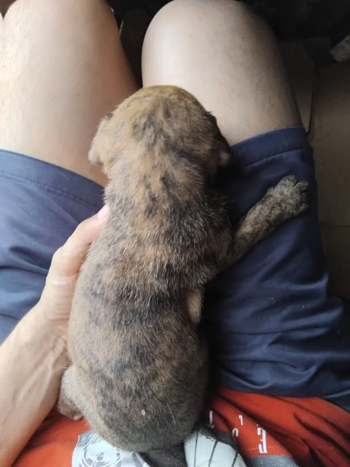 Cachorro raça SRD-ViraLata idade Abaixo de 2 meses nome erivelton