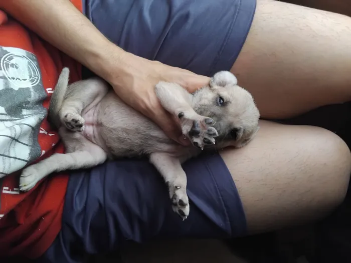 Cachorro raça SRD-ViraLata idade Abaixo de 2 meses nome erivelton