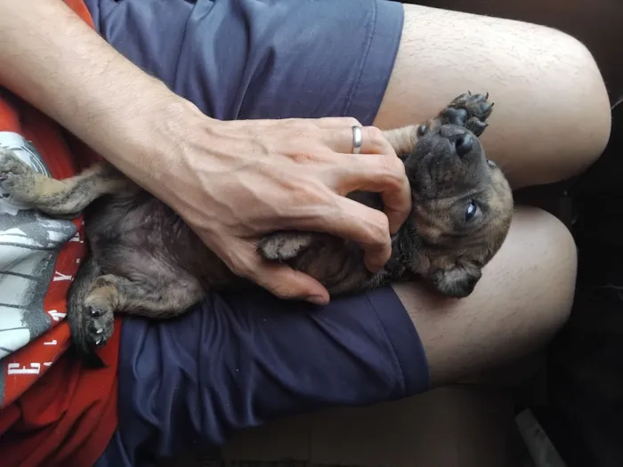 Cachorro raça SRD-ViraLata idade Abaixo de 2 meses nome erivelton