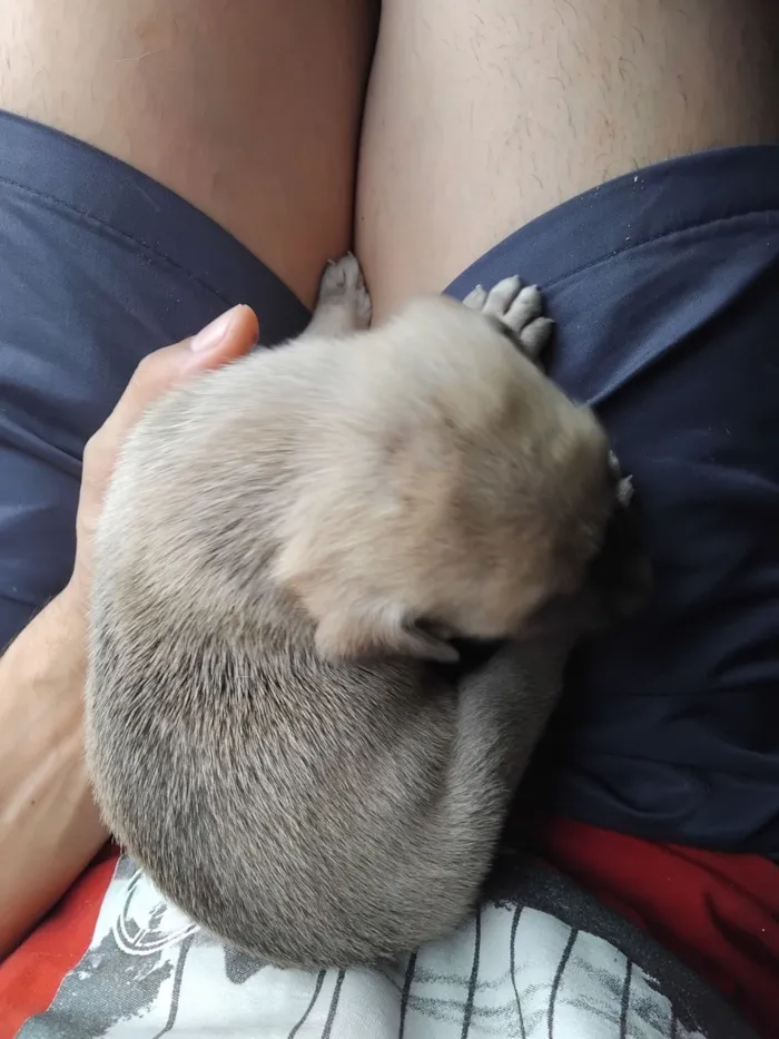 Cachorro raça SRD-ViraLata idade Abaixo de 2 meses nome erivelton