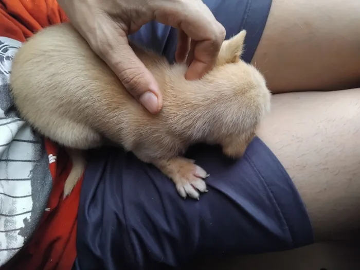 Cachorro raça SRD-ViraLata idade Abaixo de 2 meses nome erivelton