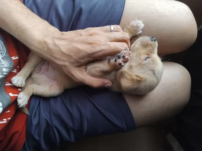 Cachorro raça SRD-ViraLata idade 2 a 6 meses nome erivelton