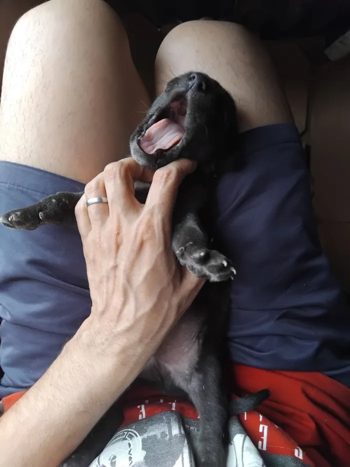 Cachorro raça SRD-ViraLata idade 2 a 6 meses nome erivelton