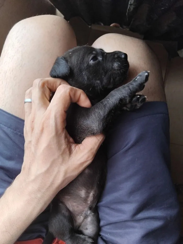 Cachorro raça SRD-ViraLata idade 2 a 6 meses nome erivelton