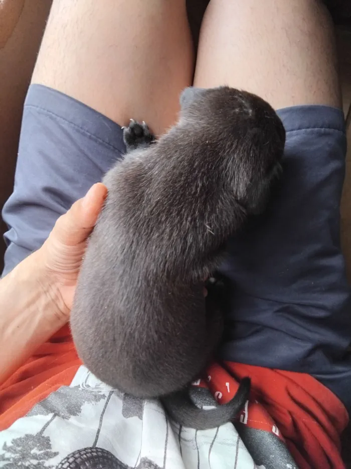 Cachorro raça SRD-ViraLata idade 2 a 6 meses nome erivelton