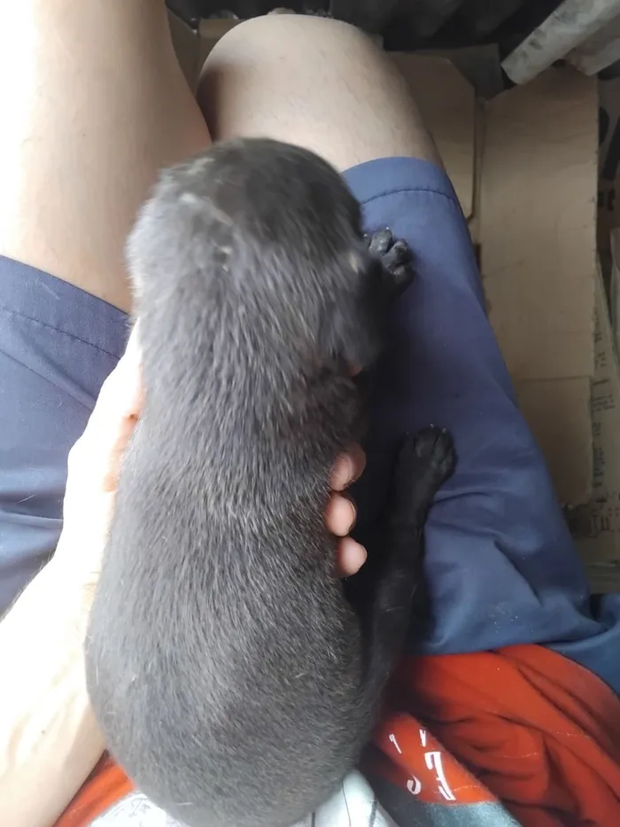 Cachorro raça SRD-ViraLata idade 2 a 6 meses nome erivelton