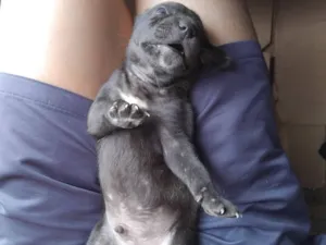 Cachorro raça SRD-ViraLata idade 2 a 6 meses nome erivelton