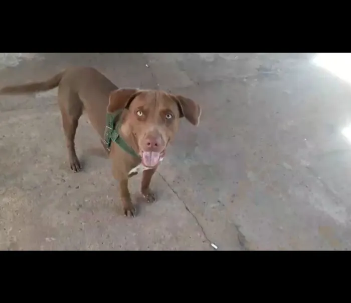 Cachorro raça SRD-ViraLata idade 1 ano nome Thor 