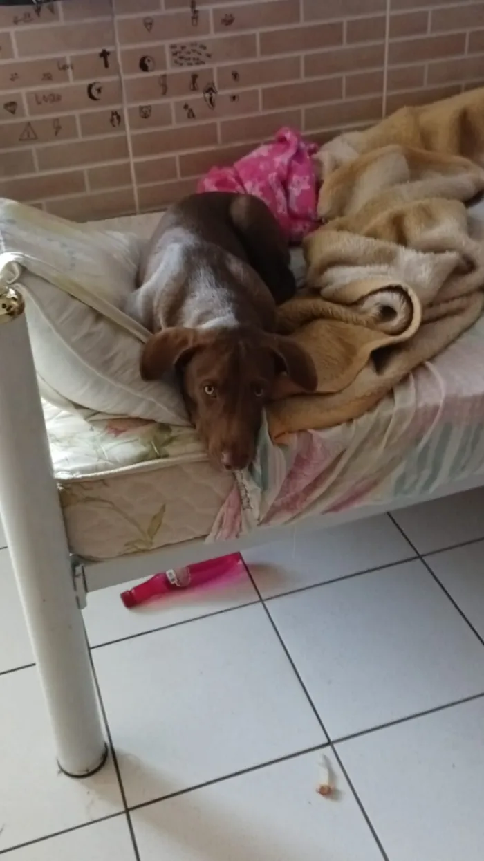 Cachorro raça SRD-ViraLata idade 1 ano nome Thor 