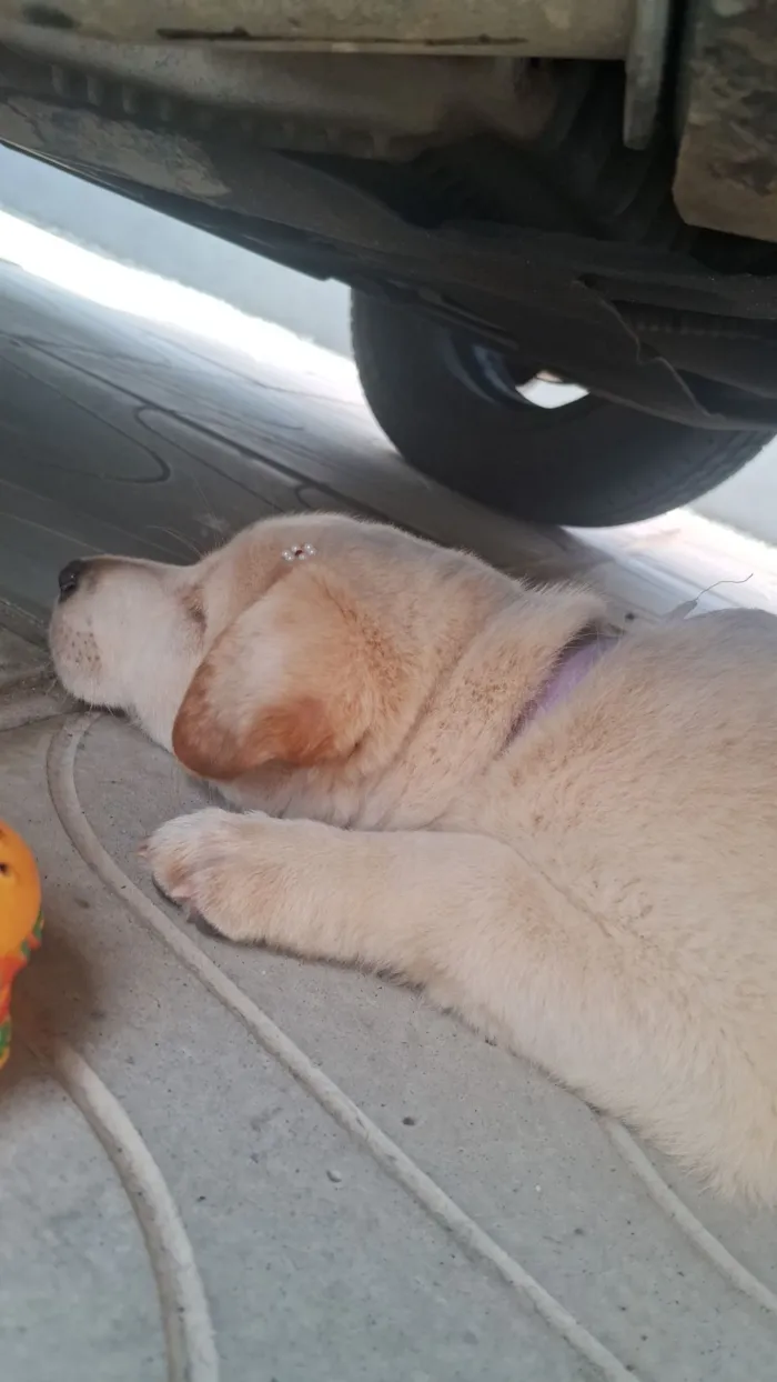 Cachorro raça SRD-ViraLata idade 2 a 6 meses nome Safira