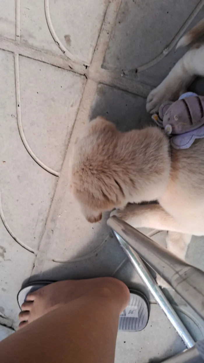 Cachorro raça SRD-ViraLata idade 2 a 6 meses nome Safira