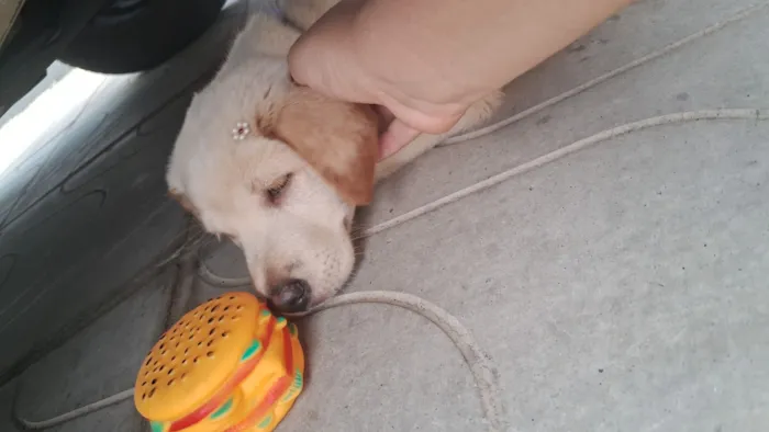 Cachorro raça SRD-ViraLata idade 2 a 6 meses nome Safira