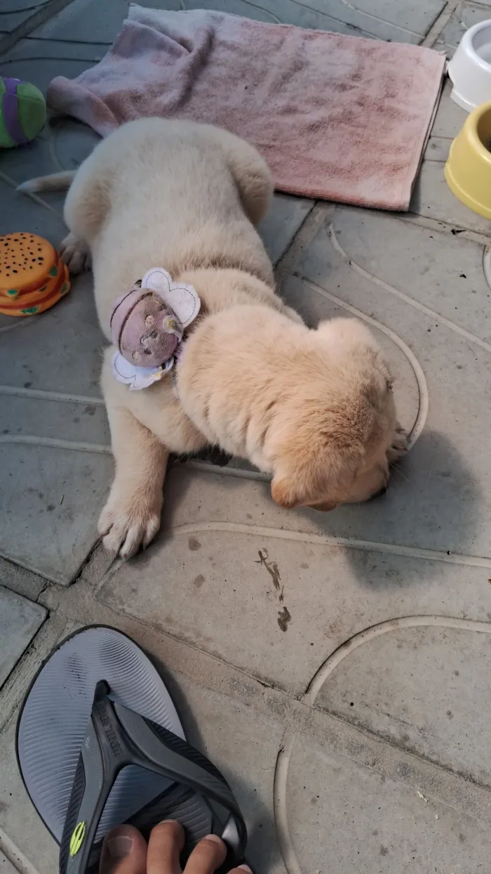 Cachorro raça SRD-ViraLata idade 2 a 6 meses nome Safira