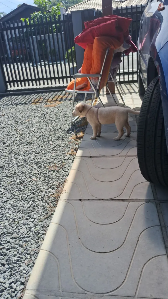 Cachorro raça SRD-ViraLata idade 2 a 6 meses nome Safira