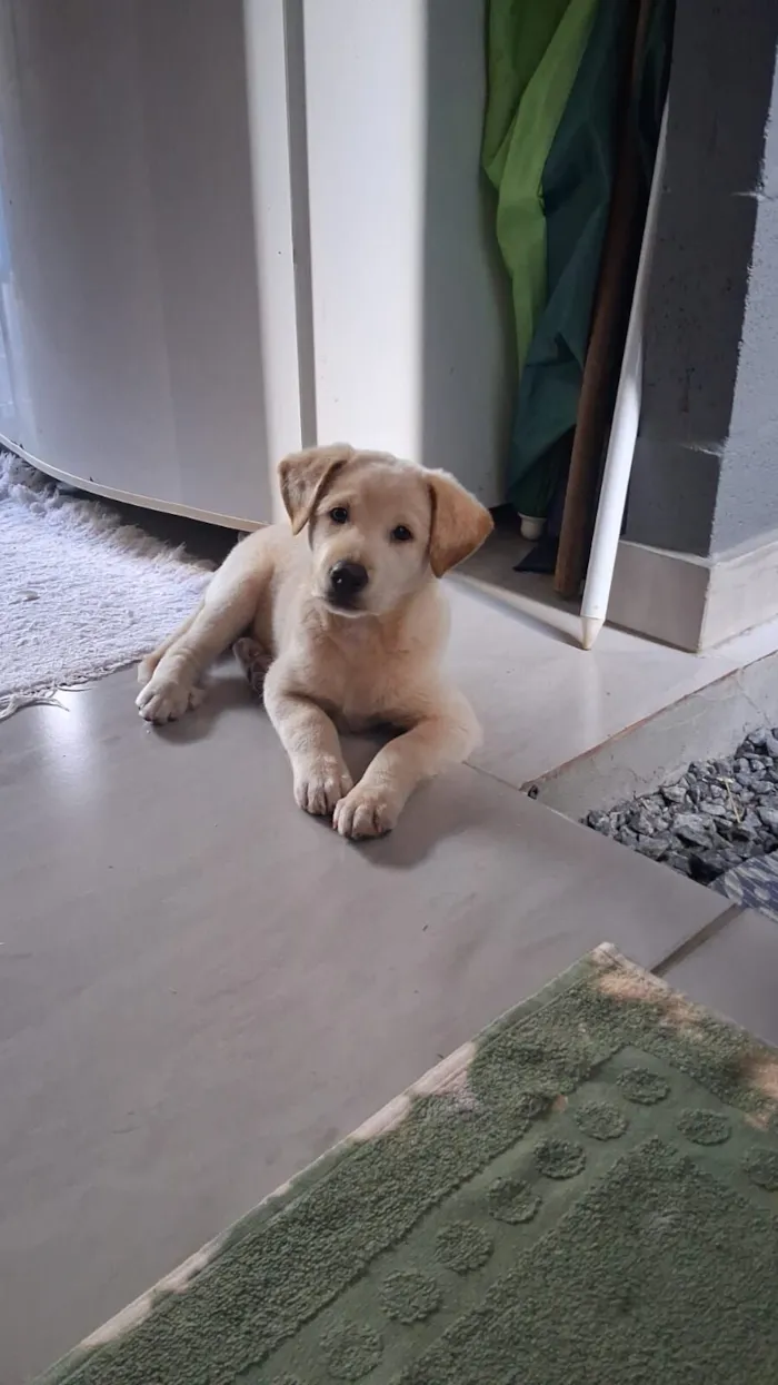 Cachorro raça SRD-ViraLata idade 2 a 6 meses nome Safira